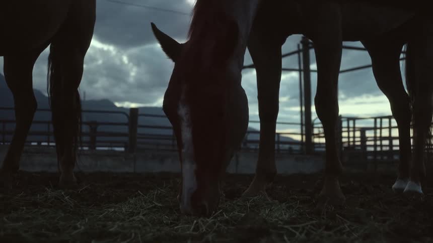 Horses eating foliage on a cloudy morning