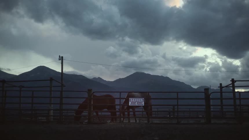 Two horses graze in paddock on an overcast foggy day