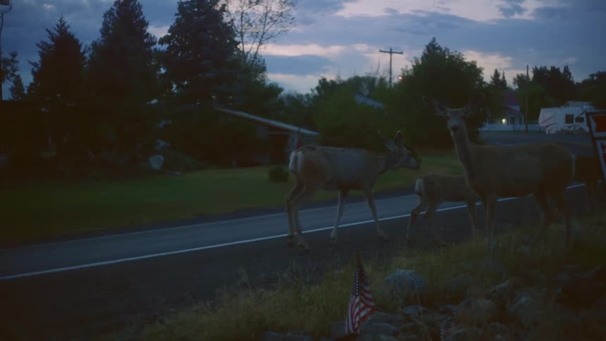 A group of deer walk by the road