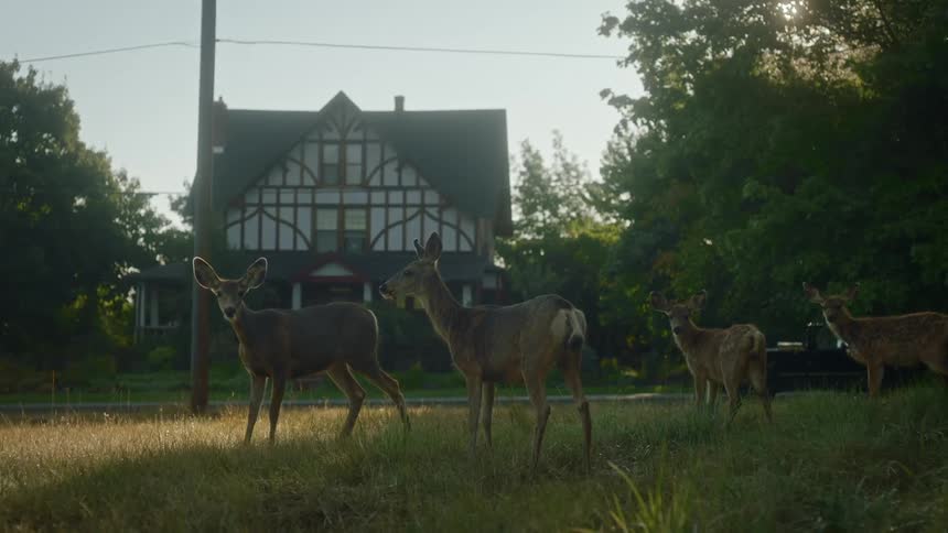 Baby deer on a lawn in the middle of a residential town