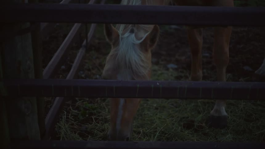 Horse swaying its mane and grazing on pasture
