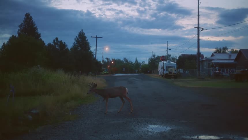 A deer walks across a road with no traffic on a rural neighborhood