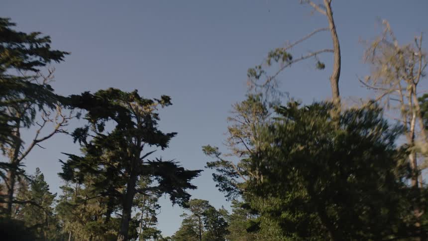 Sun glares off windshield during road trip through forest on a clear day