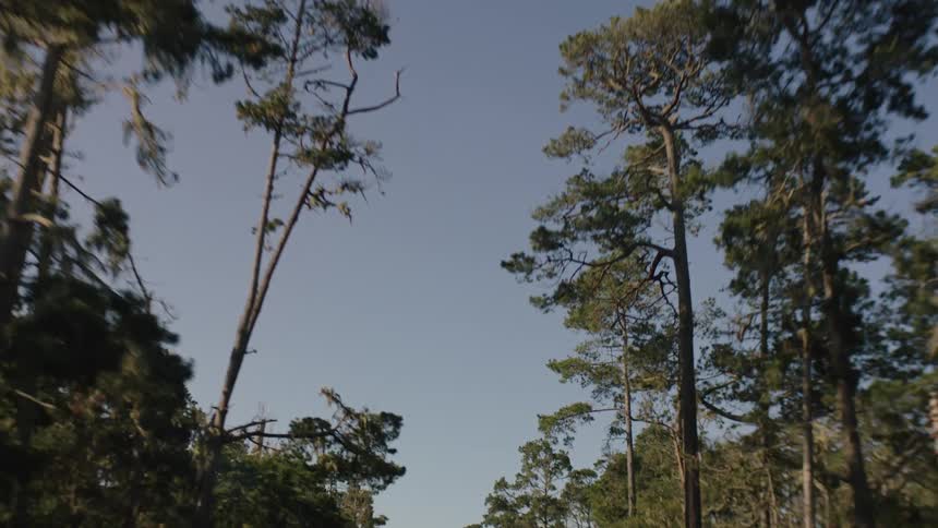 Trees enclose road during road trip through forest under a clear day