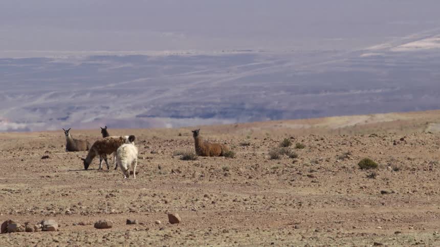 Some fourlegged animals eating food on a desert soil and some of them are lying on the ground