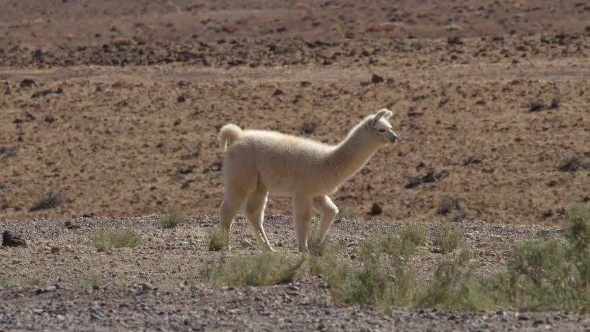 A llama grazing alone in a pasture during the day