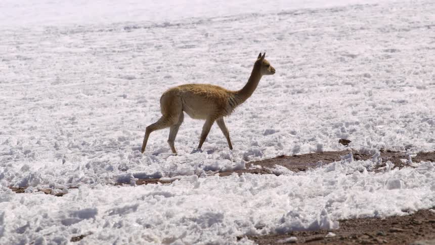 Llama walking on snowcovered clay soil