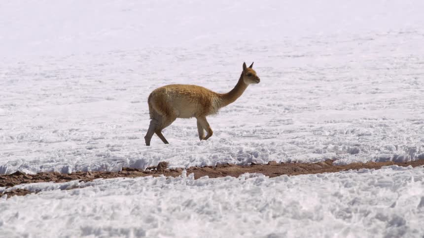 A quadrupedal animal walking on a white snowy ground