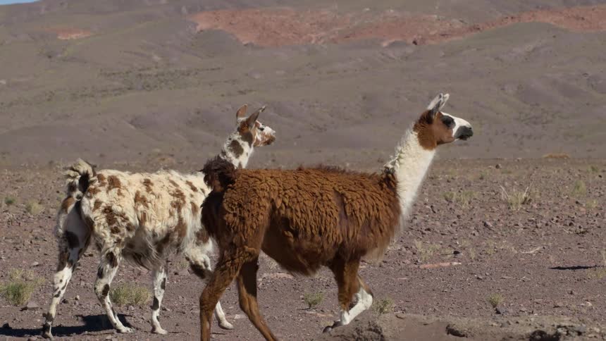 Small herd of alpaca walk outdoors over rocky terrain