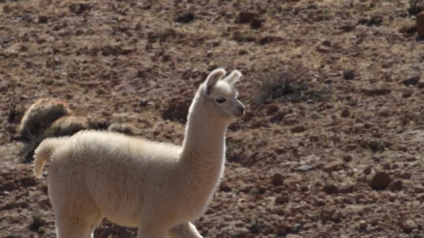 Llama walking in a semiarid climate