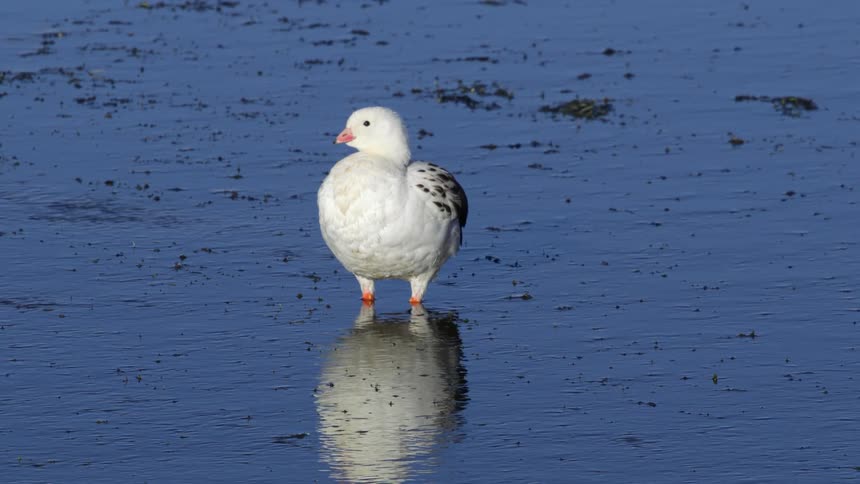 A bird is standing in the water