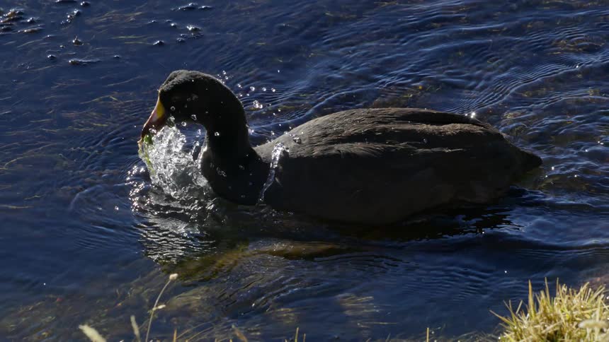 Duck in a pond and pecking and collecting foliage and parasites