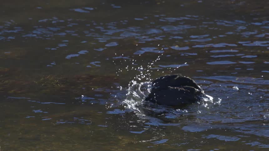 Black duck in the middle of a lake pecking at the water