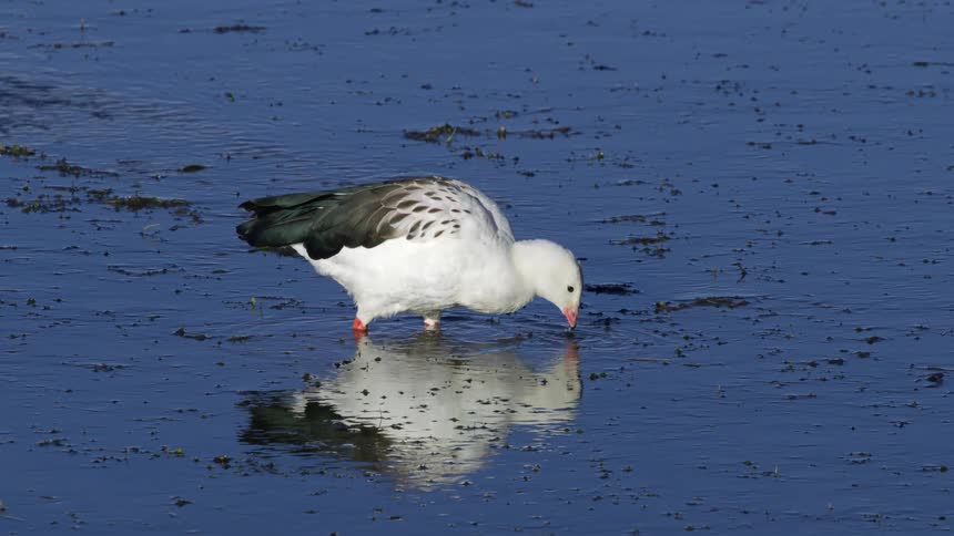 A bird digs in the shallow water