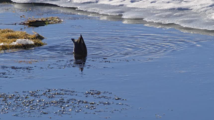 A duck on the surface of the water diving to hunt for food