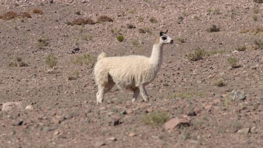 Llama walking on rocky plateaus and slow motion