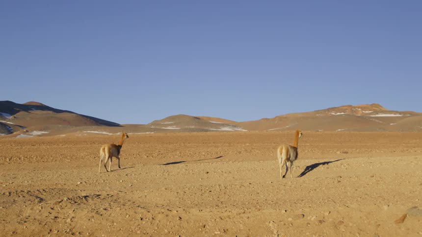 Two and a half llamas on a desert ground with a cloudless blue sky