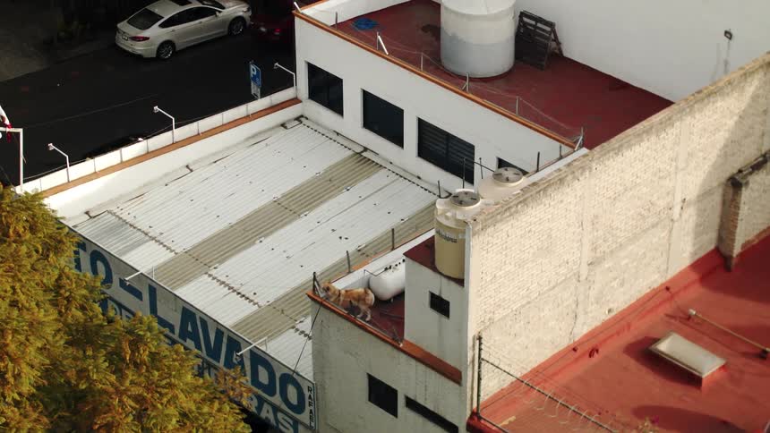 A dog on the terrace of a building in the city