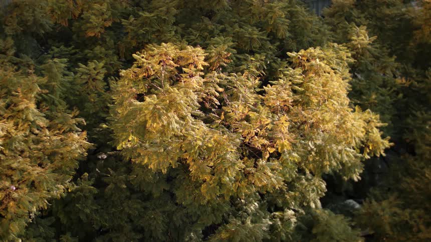 A plant with many leaves with some of them being moved by the wind