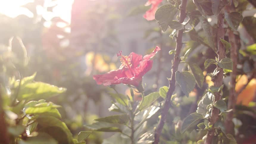 A pink flower blooms amidst green leaves bathed in sunlight with a building in the background