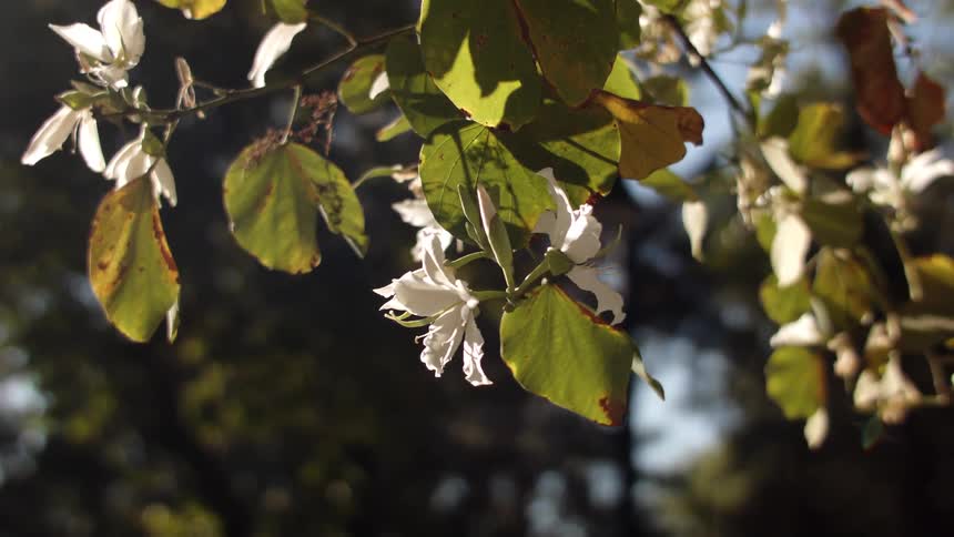 The cherry blossom tree is turning in the fall