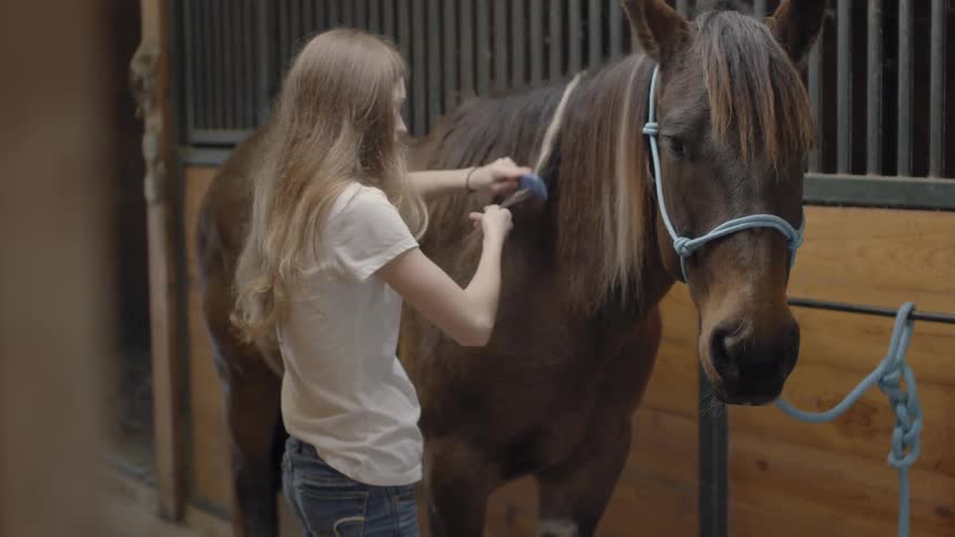 Woman brushing the hair of a horse in a stable