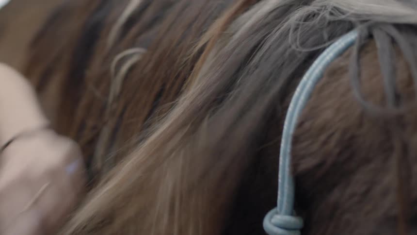 A woman is combing a horse's mane