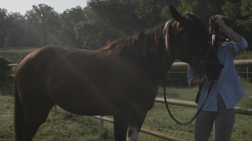 A person places a bridle on a horse in a paddock