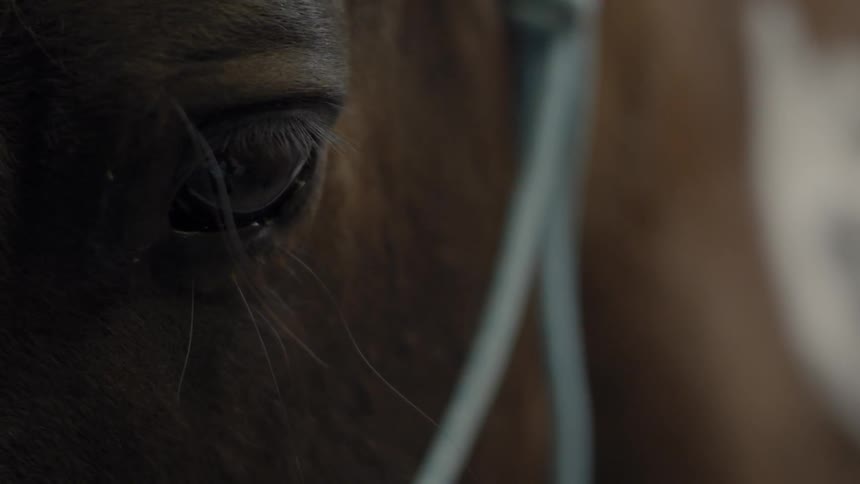 A horse turns its head and blinks its eye
