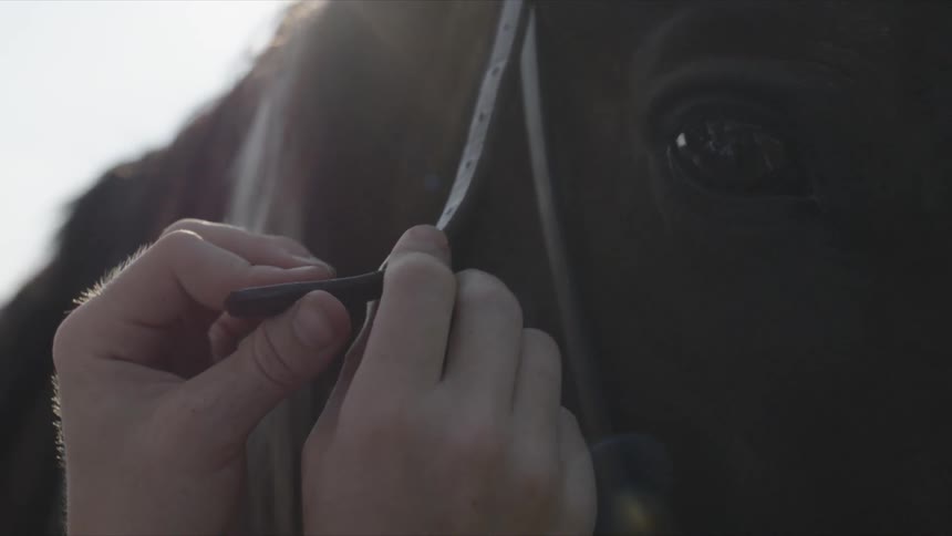 Hands are securing the straps on a horse's bridle