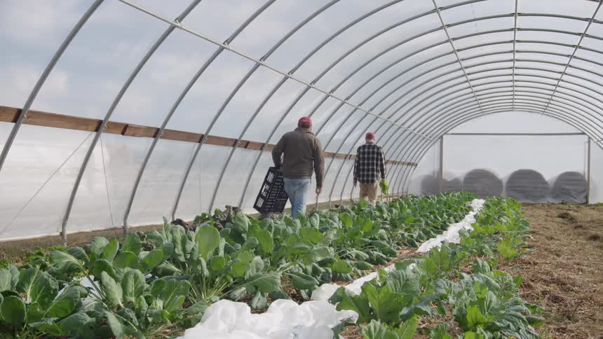 Two farmers work in a greenhouse carrying a crate