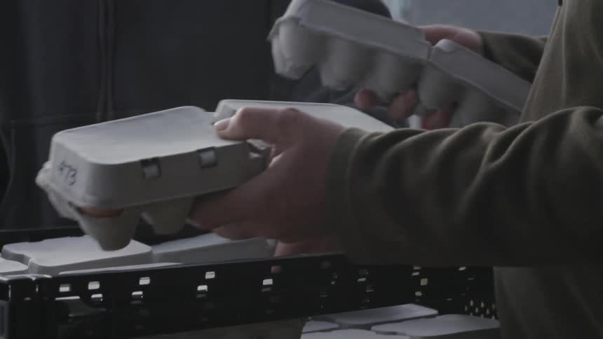 Farmers grab egg cartons and stack them in crates