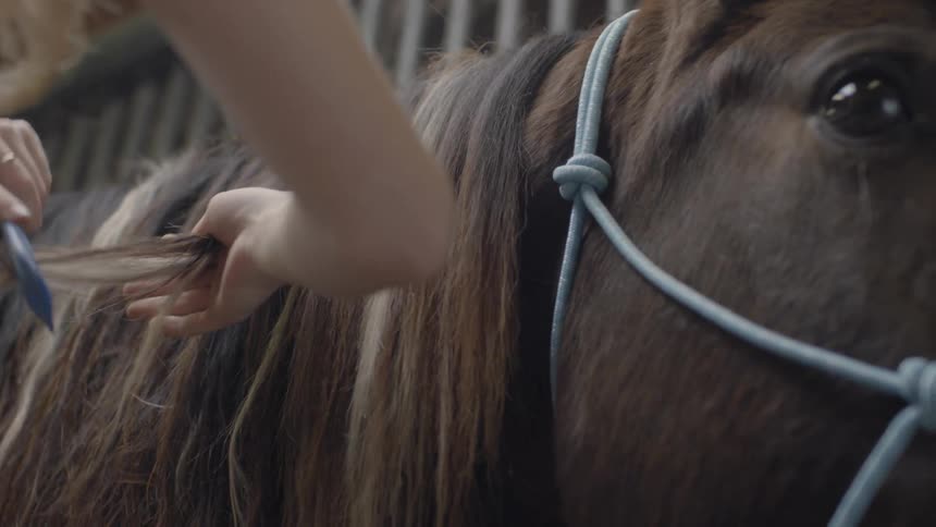 A woman is combing knots out of a horse's mane