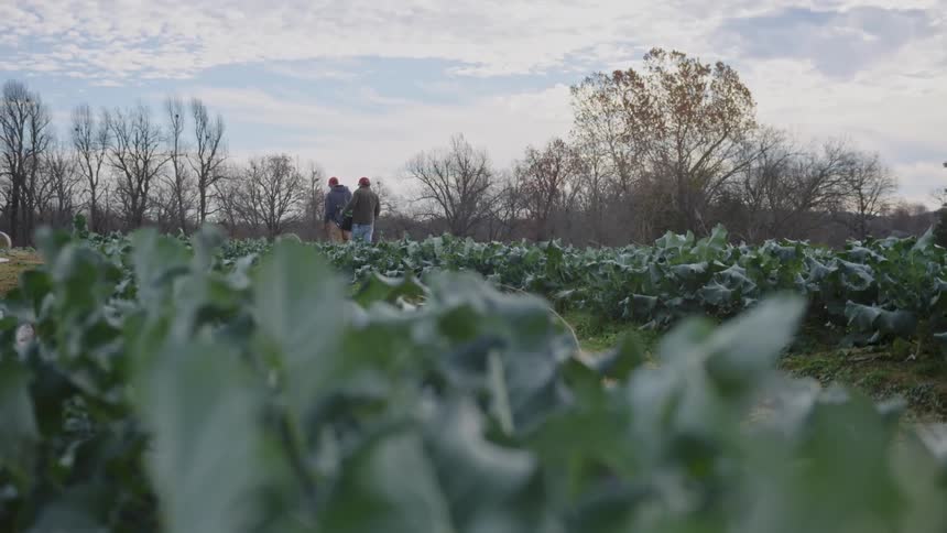 Men walk in fields of lettuce
