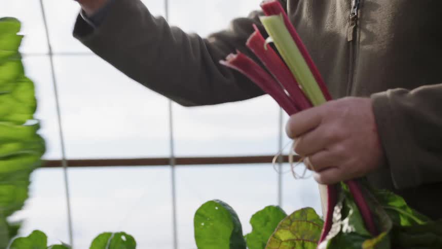 A man is given some leaves that he puts in a bunch