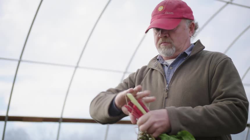 Men in a greenhouse gather and bundle rhubarb