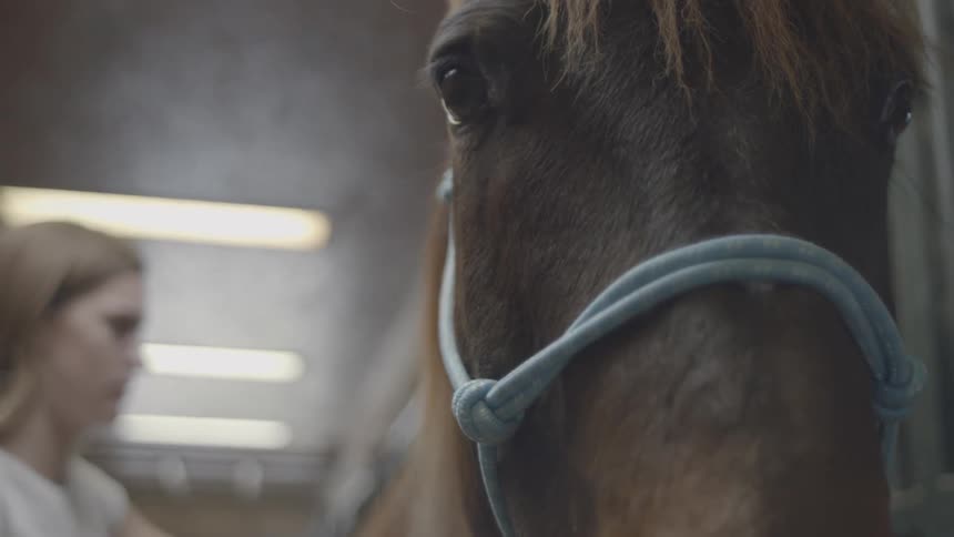 A woman brushes a horses mane