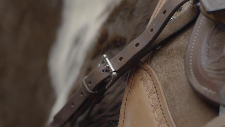 A woman is fastening a saddle to a horse