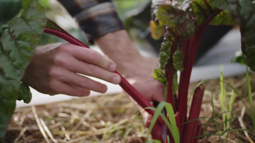Man cuts rhubarb off of a plant