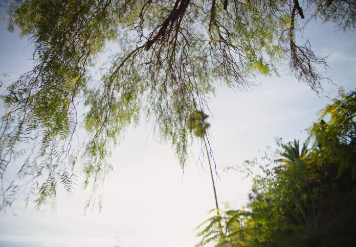 Upward view of a blue sky and tree greenery leaves