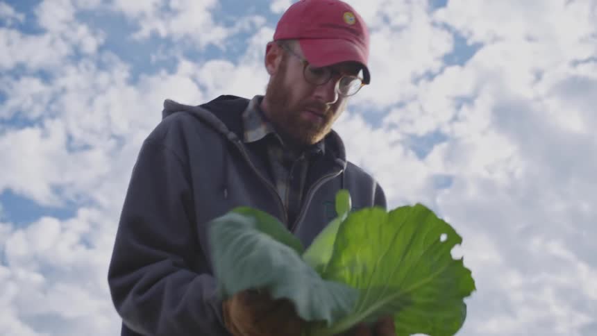Farmers cutting greens from a crop