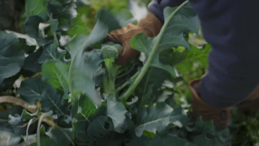 A farm-worker cuts a stalk of broccoli and places it in a bin