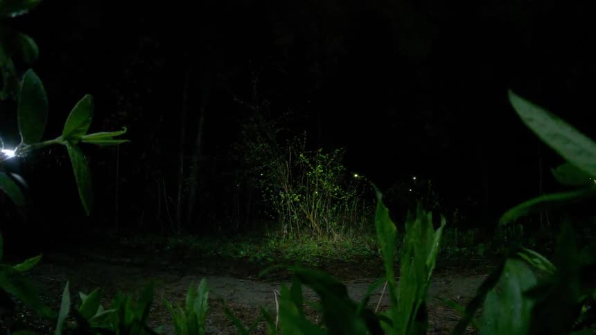 A bicyclist rides on a path through nature