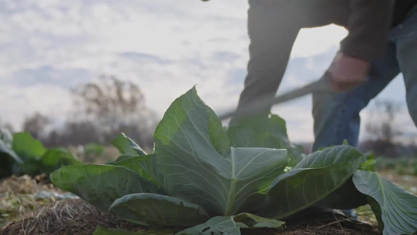 A farm worker uses a machete to cut cabbage