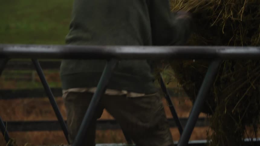 A farmer breaks down a bale of hay to feed cattle