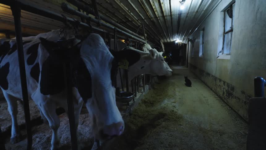 A row of dairy cows are in the barn