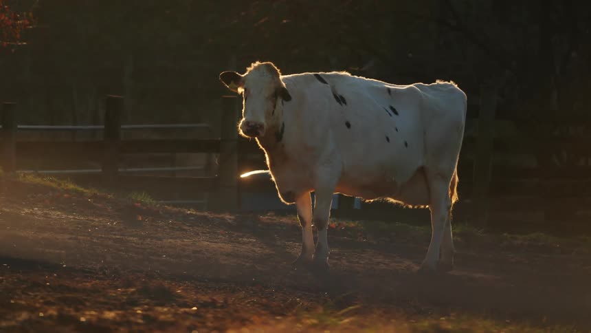 A cow grazing on the ranch in the sunny morning