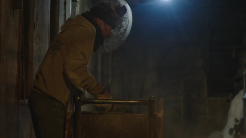 Man removing grain and throwing it to the ground for the cows inside a barn