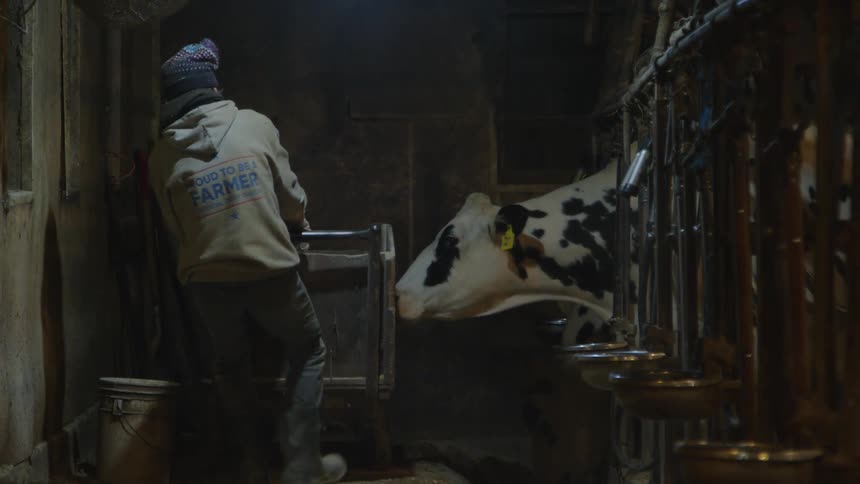 A man is pulling a cart and feeding cows by throwing it through a bucket