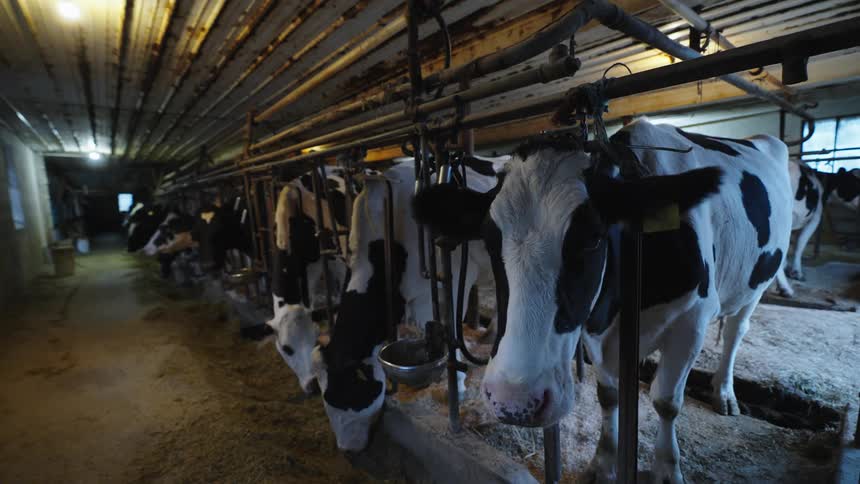 A row of cows are eating from troughs in a barn with metal barriers